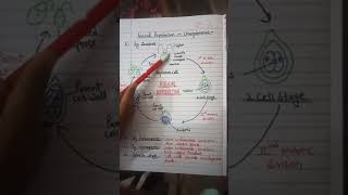 Asexual reproduction in chlamydomonas algae [upl. by Norrek]