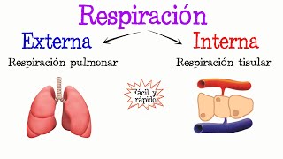 💨Respiración Interna y Externa🌐 Fácil y Rápido  BIOLOGÍA [upl. by Debra]