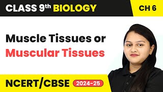 Muscle Tissues or Muscular Tissues  Tissues  Class 9 Biology Chapter 6  CBSE 202425 [upl. by Karl833]