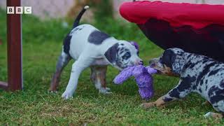 Catahoula BBC Attenborough [upl. by Plusch]