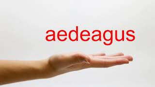 How to Pronounce aedeagus  American English [upl. by Mal850]