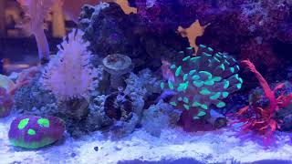 Peninsula 14 gallon Kessil a80 tuna blue pt 3 [upl. by Gilford]