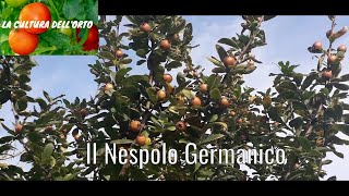 Il Nespolo Germanico raccolta e maturazione [upl. by Rep982]