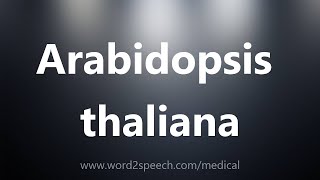 Arabidopsis thaliana  Medical Definition [upl. by Ruddy868]