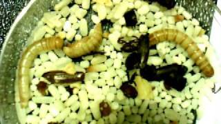 Mealworm Timelapse [upl. by Ginnie]