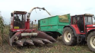 mais hakselen landbouwer luc van belle met hesston 7650 voorganger van de claas jaguar [upl. by Barron]