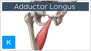 Adductor Longus Muscle  Origin insertion innervation and function  Anatomy  Kenhub [upl. by Knudson]