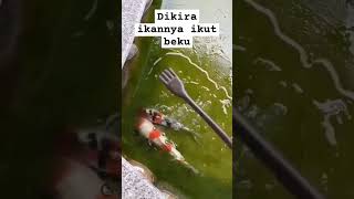 kondisi kolam musim dingin [upl. by Ronna97]