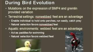 EvoDevo Evolutionary Developmental Biology Part 1 [upl. by Lauder]