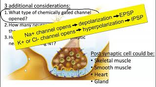 EPSP IPSP Summation [upl. by Antoinetta]