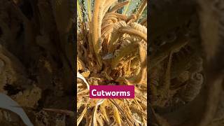 Cutworms in Cycad Palm shorts [upl. by Laehctim]