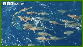 Mob of Sharks Ruthlessly Hunt Fish  Asia  BBC Earth [upl. by Llerot]