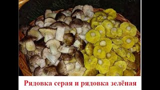 Рядовка серая подзелёнка tricholoma portentosum в октябре [upl. by Robbert170]