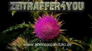 Nickende Distel Carduus nutans musk thistle nodding thistle Timelapse Zeitraffer [upl. by Ahsinoj]