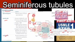 Seminiferous tubules  functions amp regulation of Sertoli cells amp Leydig cell in HindiUrdu by step 1 [upl. by Daus]