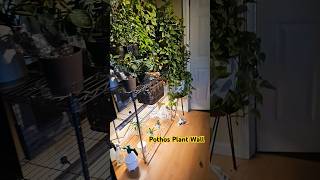 update on the pithos plant wall [upl. by Nairolf]