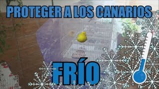 PROTEGER A LOS CANARIOS DEL FRÍO [upl. by Otreblasiul729]