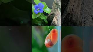 Bacopa blooms in the snail habitat [upl. by Enitsirt332]