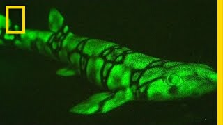 Neon Sharks Caught on Camera  National Geographic [upl. by Fai]