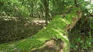 Stanmore Country Park London  Nature Walk [upl. by Aikemal]