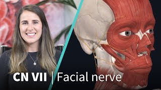 Anatomy Dissected Cranial Nerve VII facial nerve [upl. by Nnhoj669]