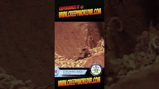 Arizona Bark Scorpions Feeding Frenzy [upl. by Gyasi360]