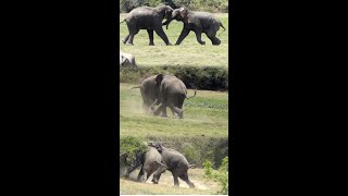 Unbeatable Elephant Fight shorts [upl. by Lerred]