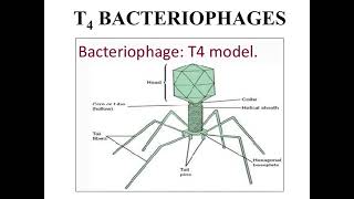 Introduction to T4 Bacteriophage I Morphology of bacteriophage T4 I [upl. by Uile]