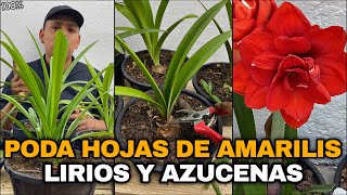 UNA SOLA PODA DE HOJAS PARA AMARILIS LIRIOS O AZUCENAS [upl. by Yekram]