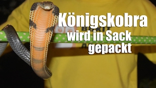 Königskobra wird in Sack gepackt  Handling king cobra in Bukit Lawang North Sumatra [upl. by Cummings700]