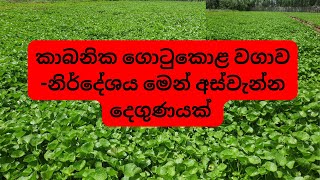 සාර්ථක කාබනික ගොටුකොළ වගාව  අස්වැන්න දෙගුණයක්  ගොටුකොළ  Tharaka Jayasinghe leafy vegetables [upl. by Ellsworth]