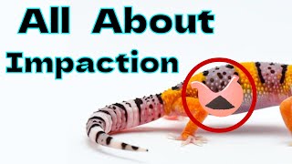 What is Impaction and How to Fix it [upl. by Bari]