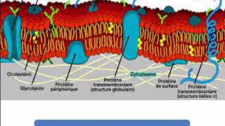 Structure et fonction des macromolécules  glycoprotéine [upl. by Pacificia]