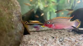 Pelvicachromis taeniatus “Nigeria Redquot [upl. by Wiencke]