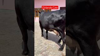 💎 Girlando Cow For Sale 7009645902  ChopradairyFarm trending cow dairyfarm punjab farming [upl. by Inoy]