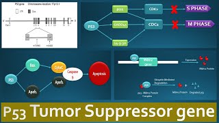 p53 Tumor suppressor and its functions  Role of p53 in various regulatory pathways explained [upl. by Iain]