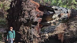 Giant Redwood Tree Fall in Big Sur [upl. by Fridell]