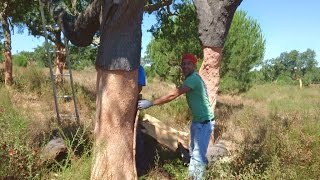 Dalla quercia al tappo ovvero come nascono i tappi di sughero Prima parte [upl. by Madaih]