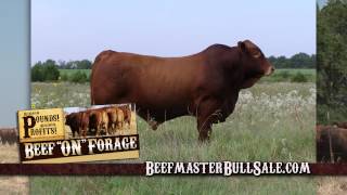 Beef On Forage [upl. by Azarria]