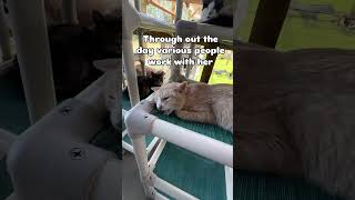 Learning to trust humans thisisrescue trending cat feral trust viralvideo share fyp family [upl. by Maryellen]