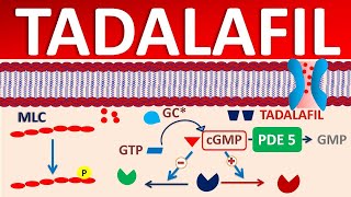 Tadalafil  Mechanism side effects precautions amp uses [upl. by Annael]