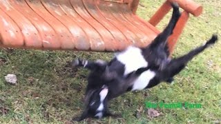 Fainting goat falls off swing [upl. by Entwistle345]