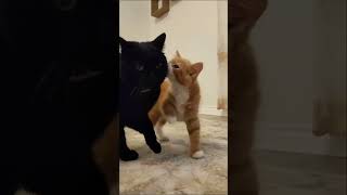 They really are UNSTOPPABLE😂😍 funny cute unstoppable cat [upl. by Rubma]