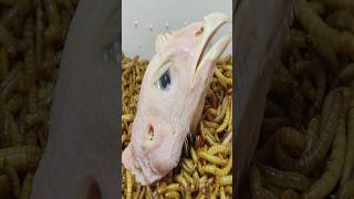 10 000 Mealworms vs Chicken Head [upl. by Alatea]