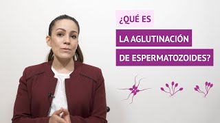 ¿Qué es la aglutinación de los espermatozoides ¿Qué importancia tiene para la fertilidad [upl. by Lebbie]