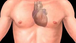 How Arrhythmia Occurs Animation  Heart Arrhythmias Video  Cardiac Electrical Conduction System [upl. by Wolliw]