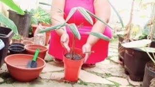 Dont Plant Raphis Palm Before Watching This Video [upl. by Dudley812]