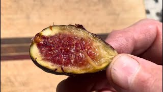 Crozes Fig FDM Ripened to perfection 🤯 [upl. by Nadirehs]