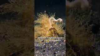 This fish brought its own lure to fish frogfish animalfacts [upl. by Katt147]