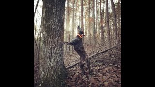 Squirrel hunting with Mountain Cur 2022 [upl. by Kerri46]